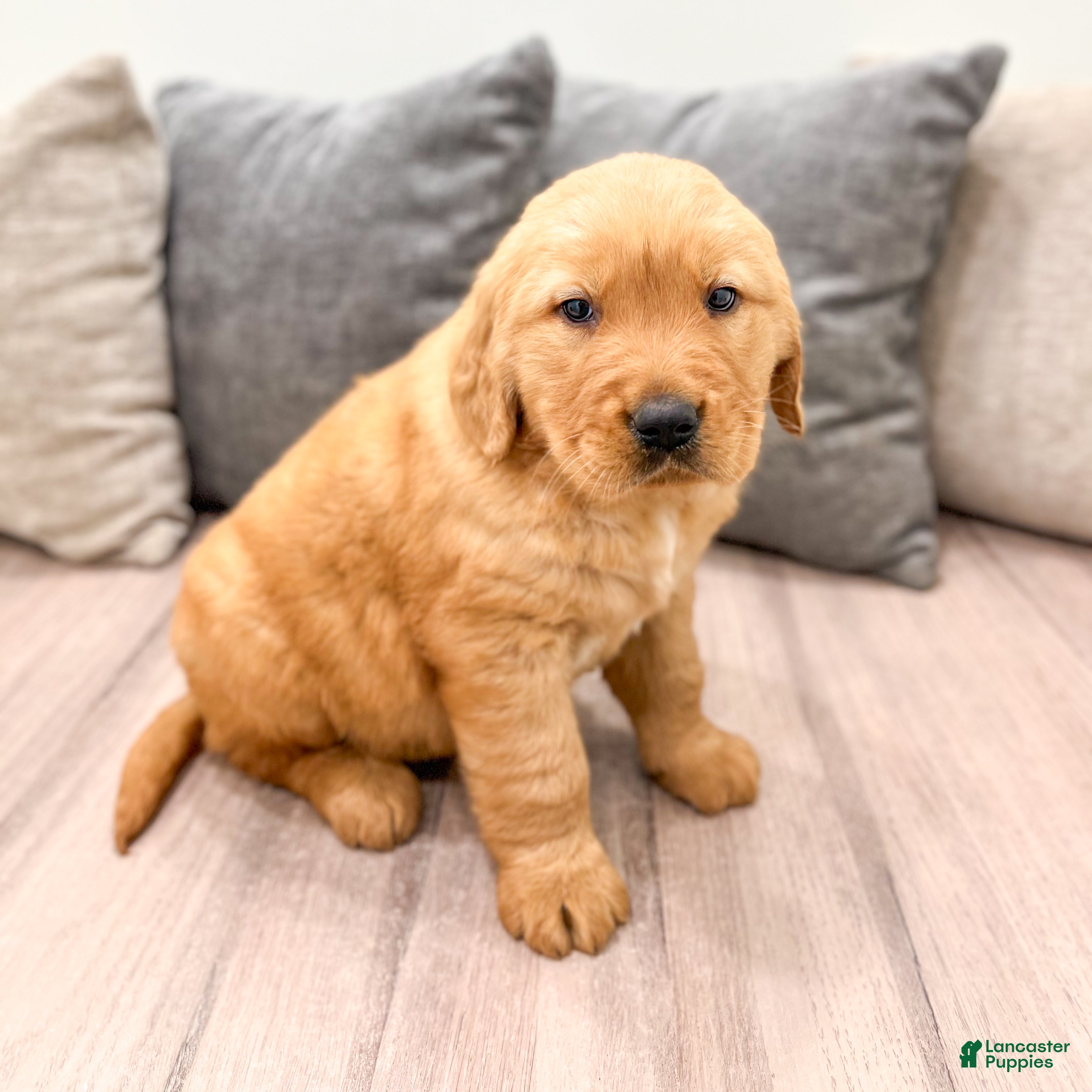 Golden Retriever dogs Buddy - Ad 1