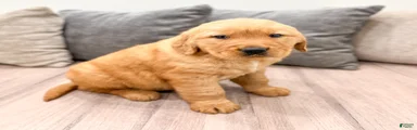 Buddy