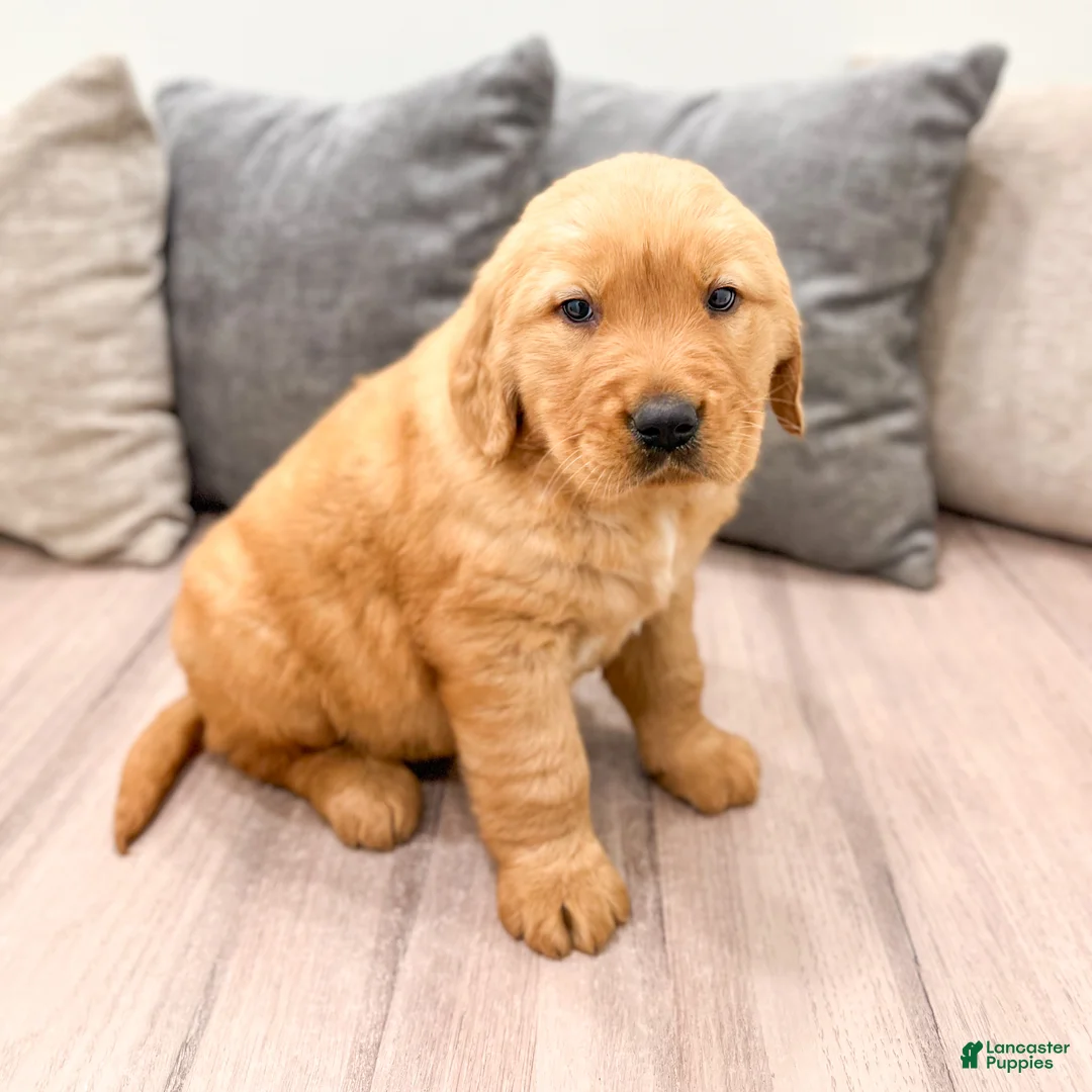 Golden Retriever dogs for sale: Buddy - Ad 1
