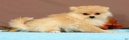 Pomeranian dogs for sale: Butterscotch - Ad 4