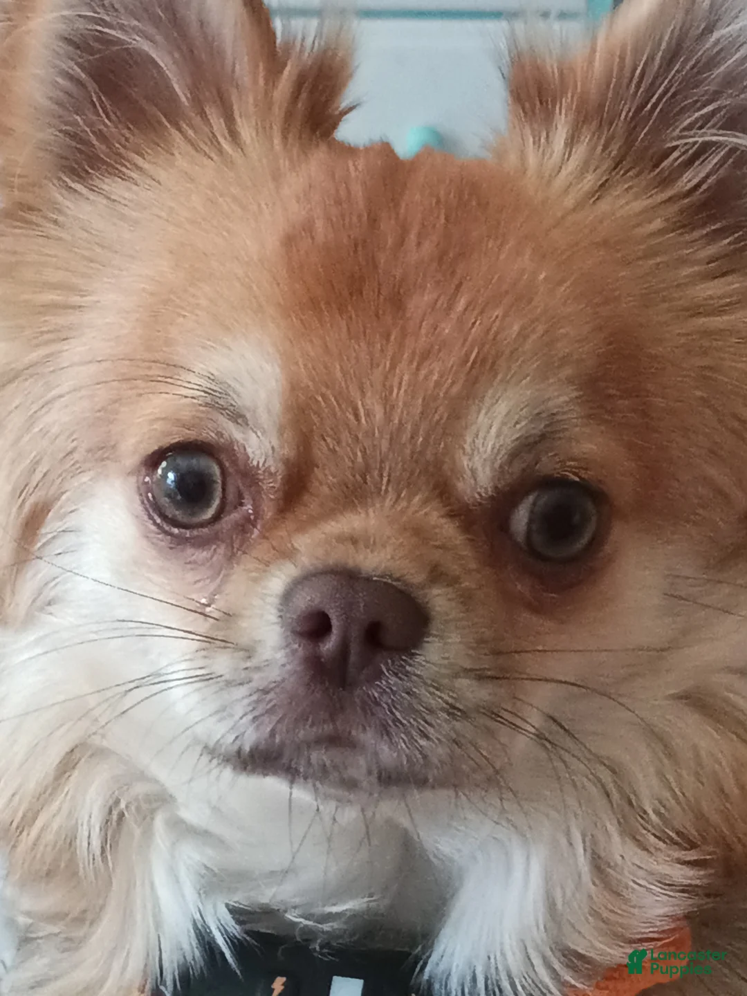 Gallery Image {{count}}