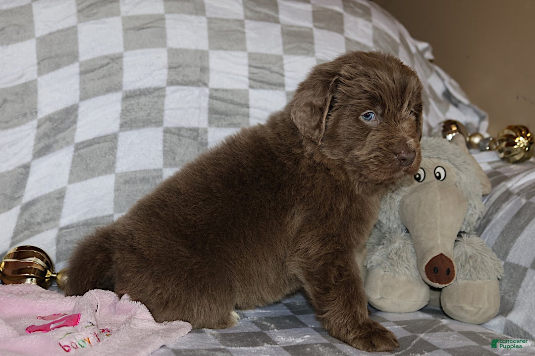 Newfoundland dogs for sale: Crystal - Ad 3