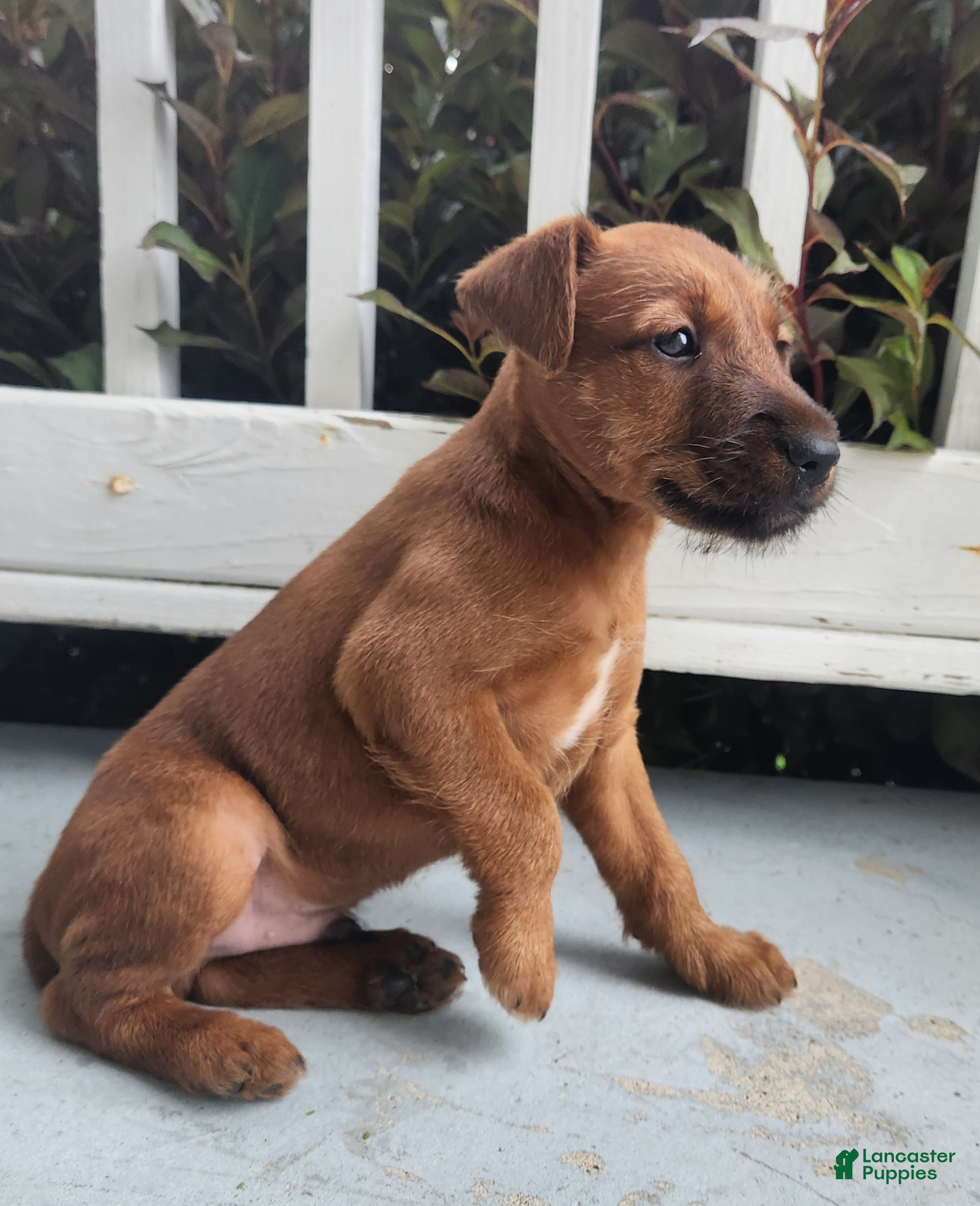 Irish Terrier dogs Rocco - Ad 2