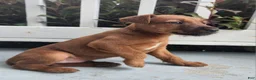 Irish Terrier dogs for sale: Rocco - Ad 2