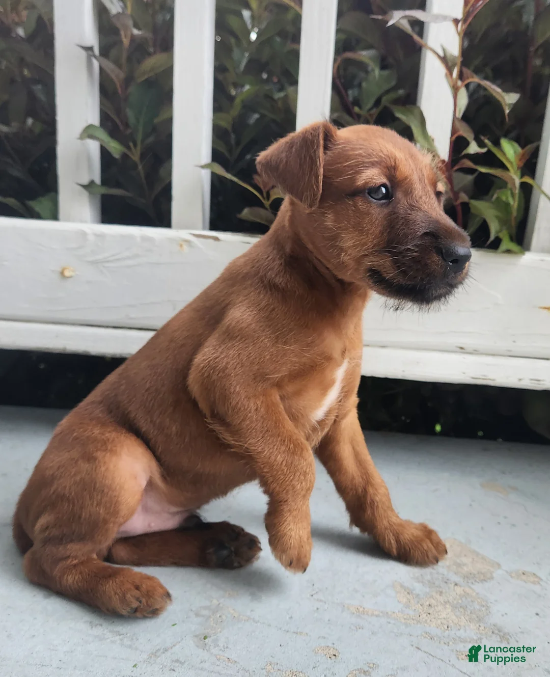 Irish Terrier dogs for sale: Rocco - Ad 2