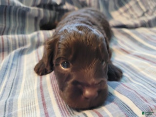 Mixed Breed dogs - Ad 23