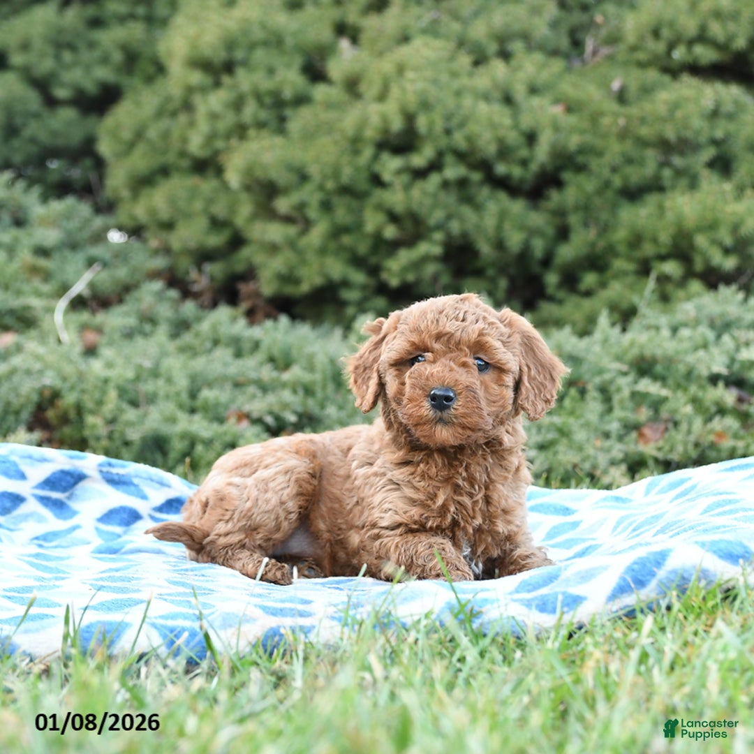 Mini Goldendoodle dogs for sale: Sage - Ad 5