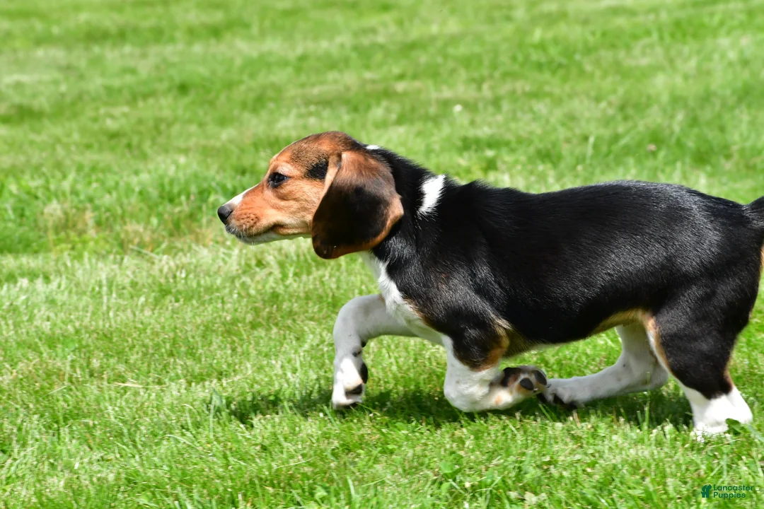 Beagle dogs for sale: Macy - Ad 11