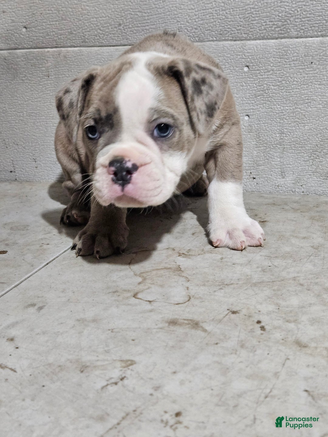 Lilac Tri Merle Grey English Bulldog With Blue Eyes Bulldogge