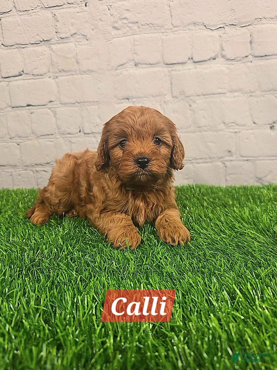 Cavapoo dogs for sale: Calli  - Ad 2