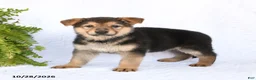 German Shepherd dogs for sale: Ruby - Ad 5