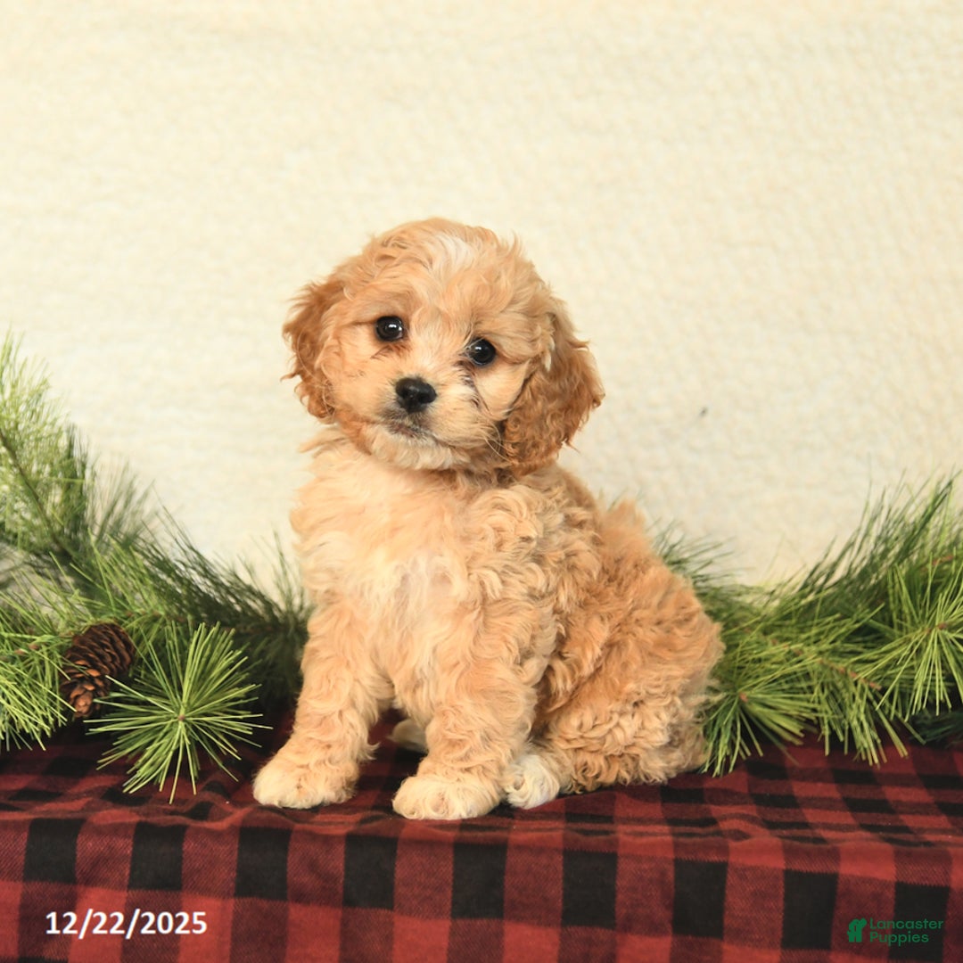 Cockapoo dogs for sale: Zoey - Ad 4
