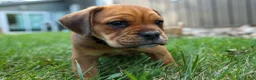 Beabull dogs for sale: Arthur - Ad 14