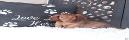 Miniature Dachshund dogs for sale: Miniature Dachshund Lola - Ad 3