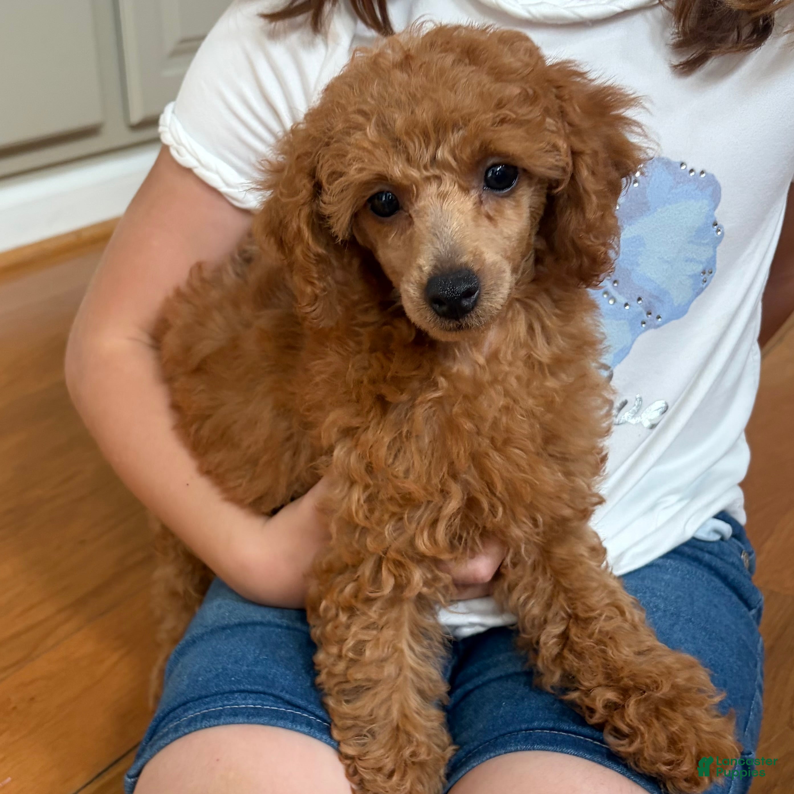 Toy Poodle dogs Yvonne - Ad 36
