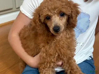 Toy Poodle dogs Yvonne - Ad 36