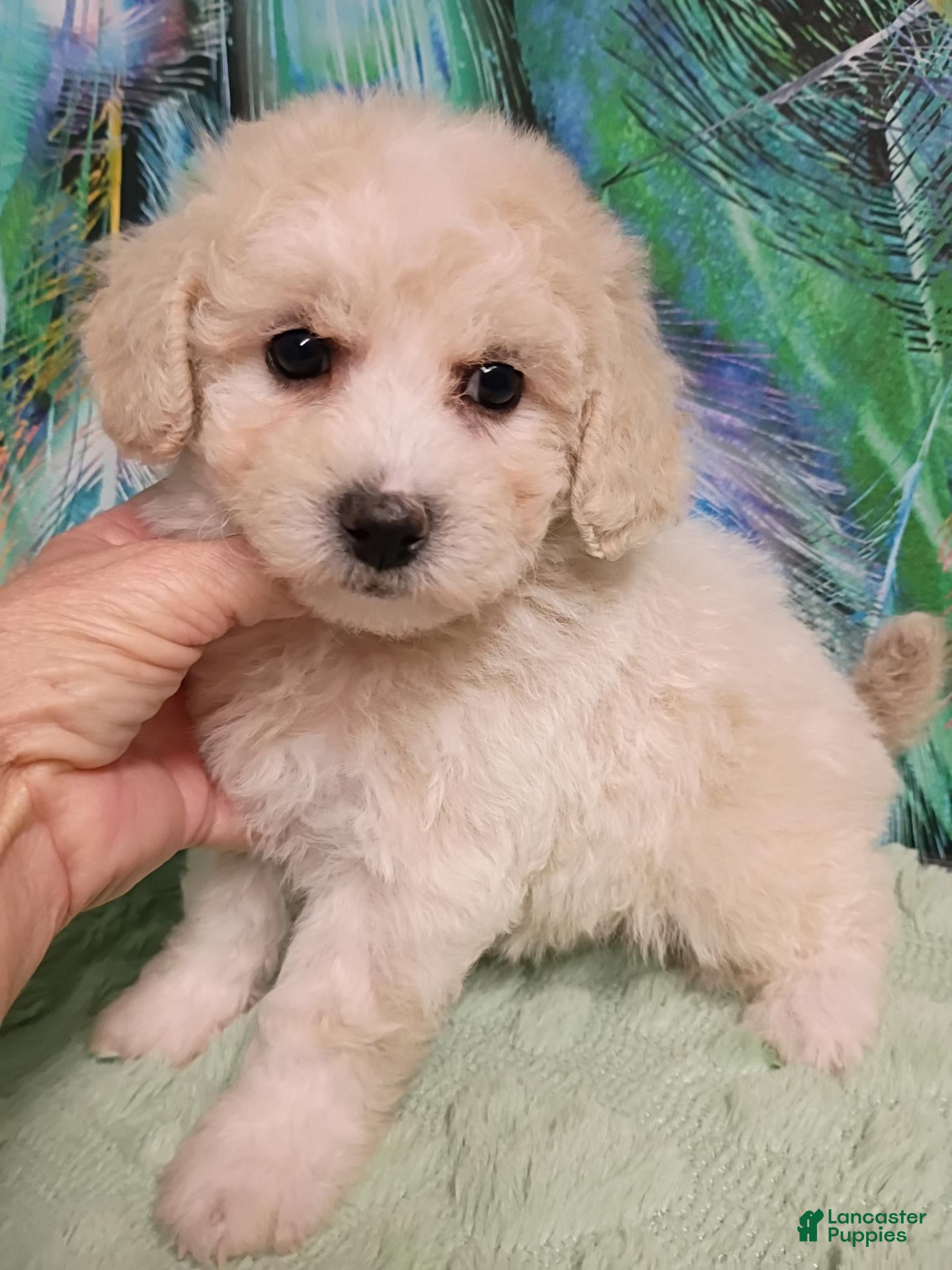 Bichpoo dogs for sale: Angel  - Ad 2
