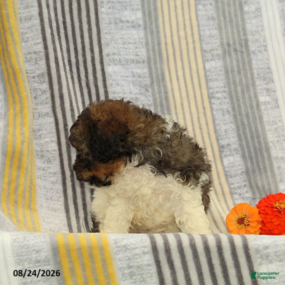 Toy Poodle dogs for sale: Footprint - Ad 4