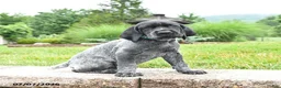 German Shorthaired Pointer dogs for sale: Hawk - Ad 1