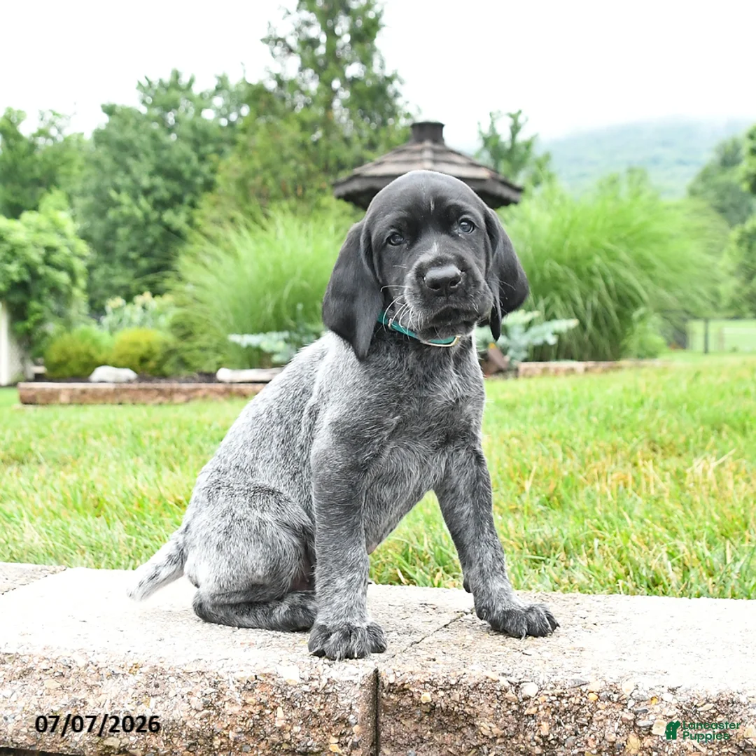 German Shorthaired Pointer dogs for sale: Hawk - Ad 1