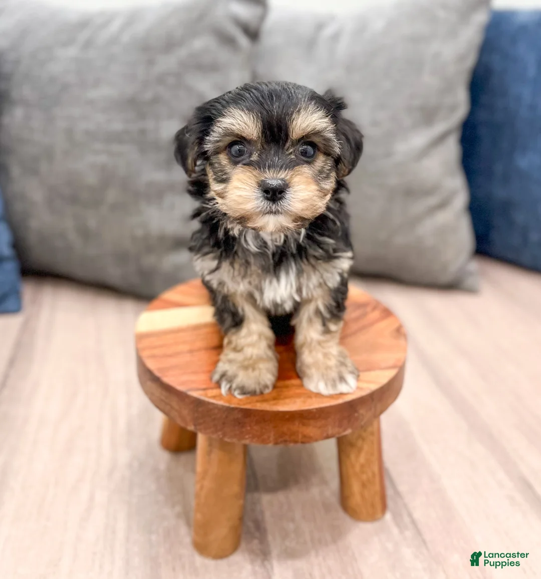 Yochon dogs for sale: Missy - Ad 2