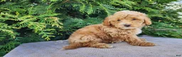 Mini Bernedoodle dogs for sale: Spencer - Ad 4