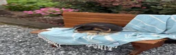 Welsh Corgi Pembroke dogs for sale: Juno - Ad 12