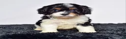 Cavapoo dogs for sale: Mr. Cameron - Ad 1