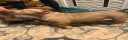 American Bully dogs for sale: American Bully 2 - Ad 17