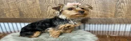 Yorkshire Terrier dogs for sale: Hallie - Ad 5