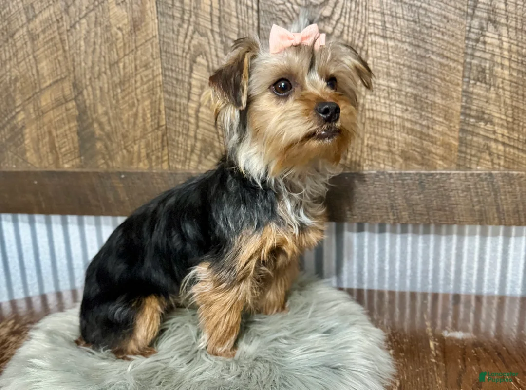 Yorkshire Terrier dogs for sale: Hallie - Ad 5