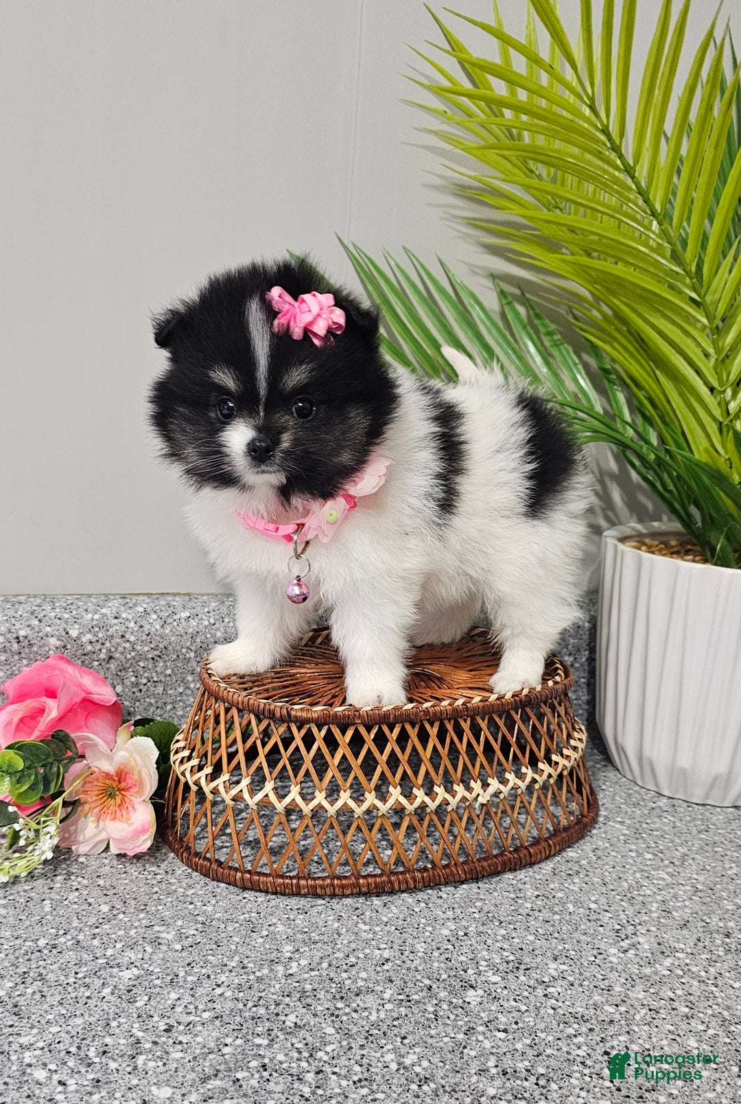 Pomeranian dogs for sale: Roxie  - Ad 1