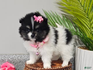 Pomeranian dogs Roxie - Ad 21