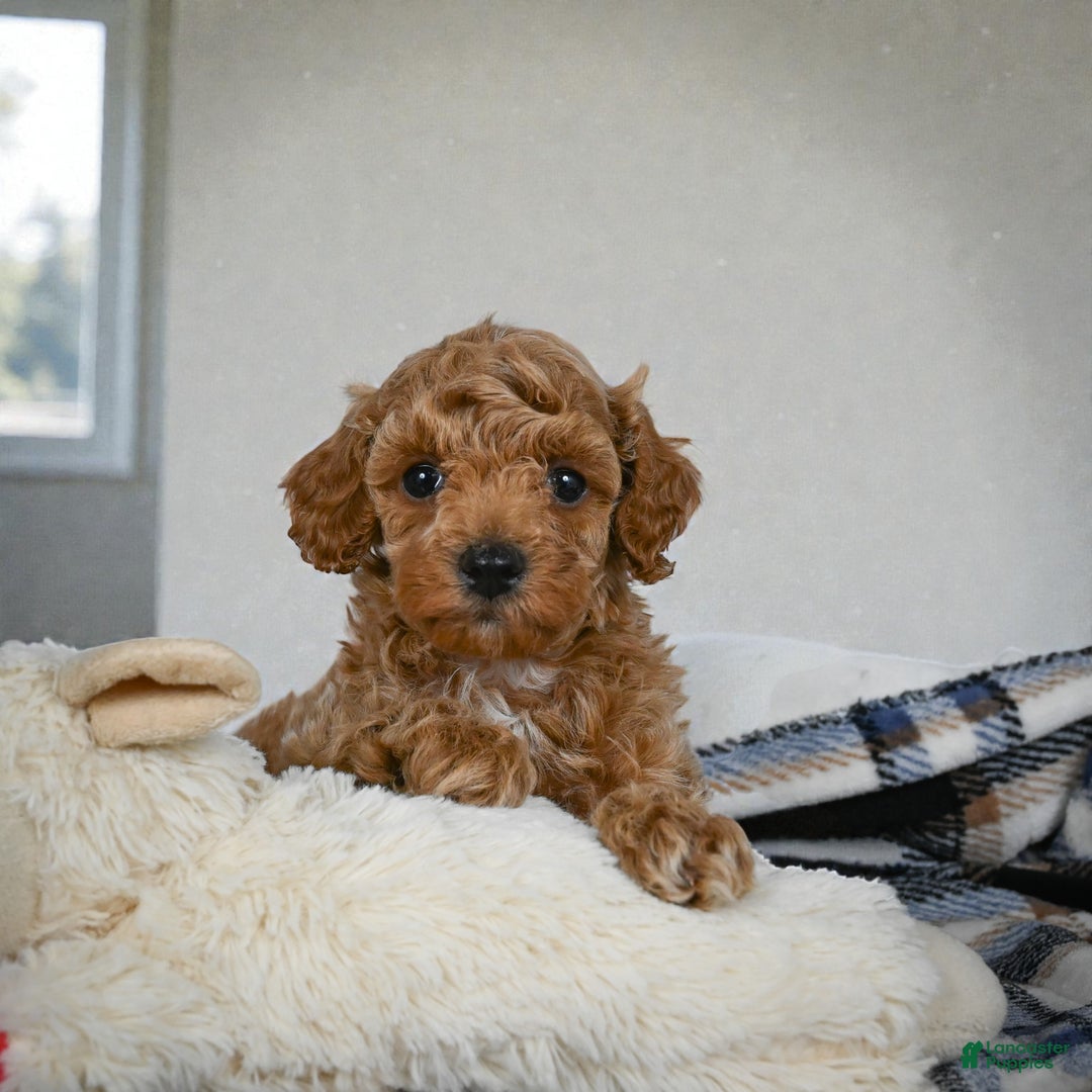 Miniature Poodle dogs for sale: BARNEY - Ad 7