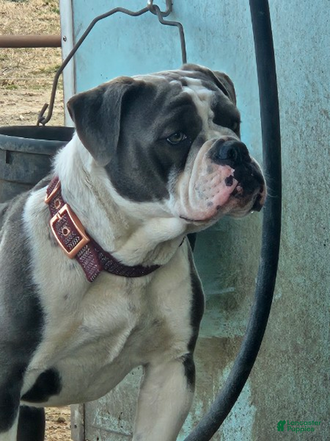 Olde English Bulldogge dogs for sale: Otis - Ad 2