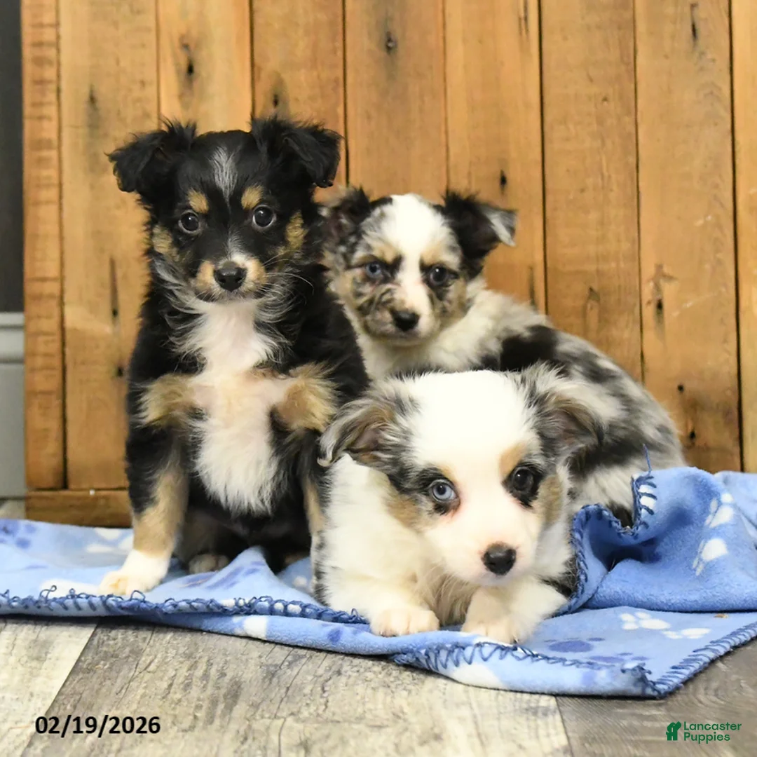 Miniature Australian Shepherd dogs for sale: Rusty - Ad 5