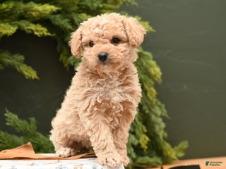 Bichpoo dogs Sasha - Ad 32