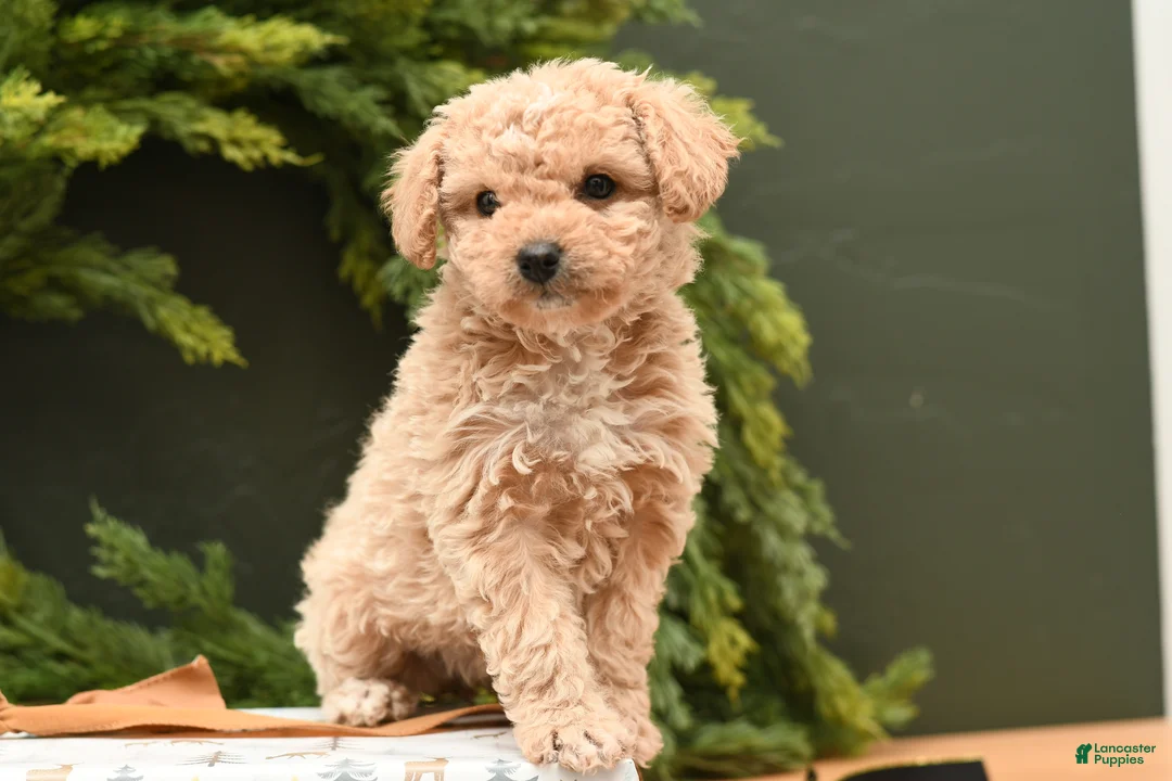 Bichpoo dogs for sale: Sasha - Ad 1