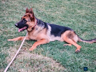 German Shepherd dogs - Ad 31