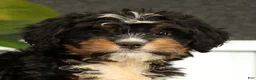 Mini Bernedoodle dogs for sale: Luna - Ad 9