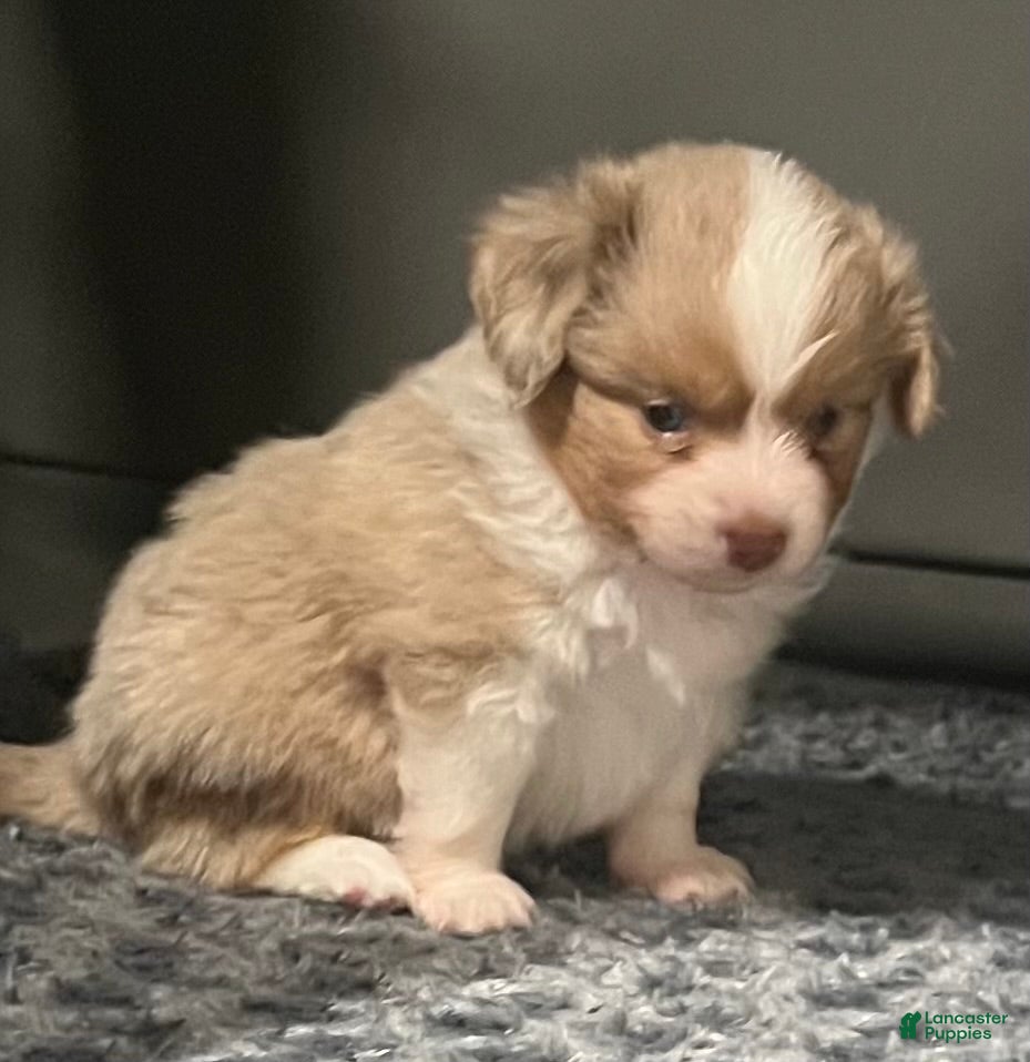 Toy Australian Shepherd dogs Toy Australian Shepherd Micky Mouse - Ad 2