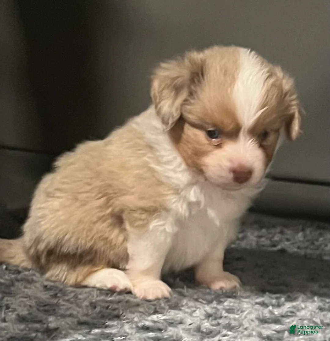 Toy Australian Shepherd dogs for sale: Toy Australian Shepherd Micky Mouse - Ad 2