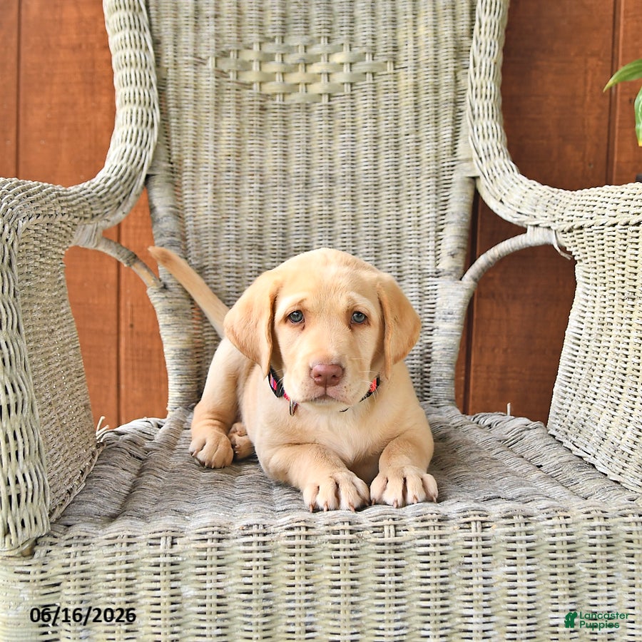 Labrador Retriever dogs Lilly - Ad 2