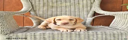 Labrador Retriever dogs for sale: Lilly - Ad 2