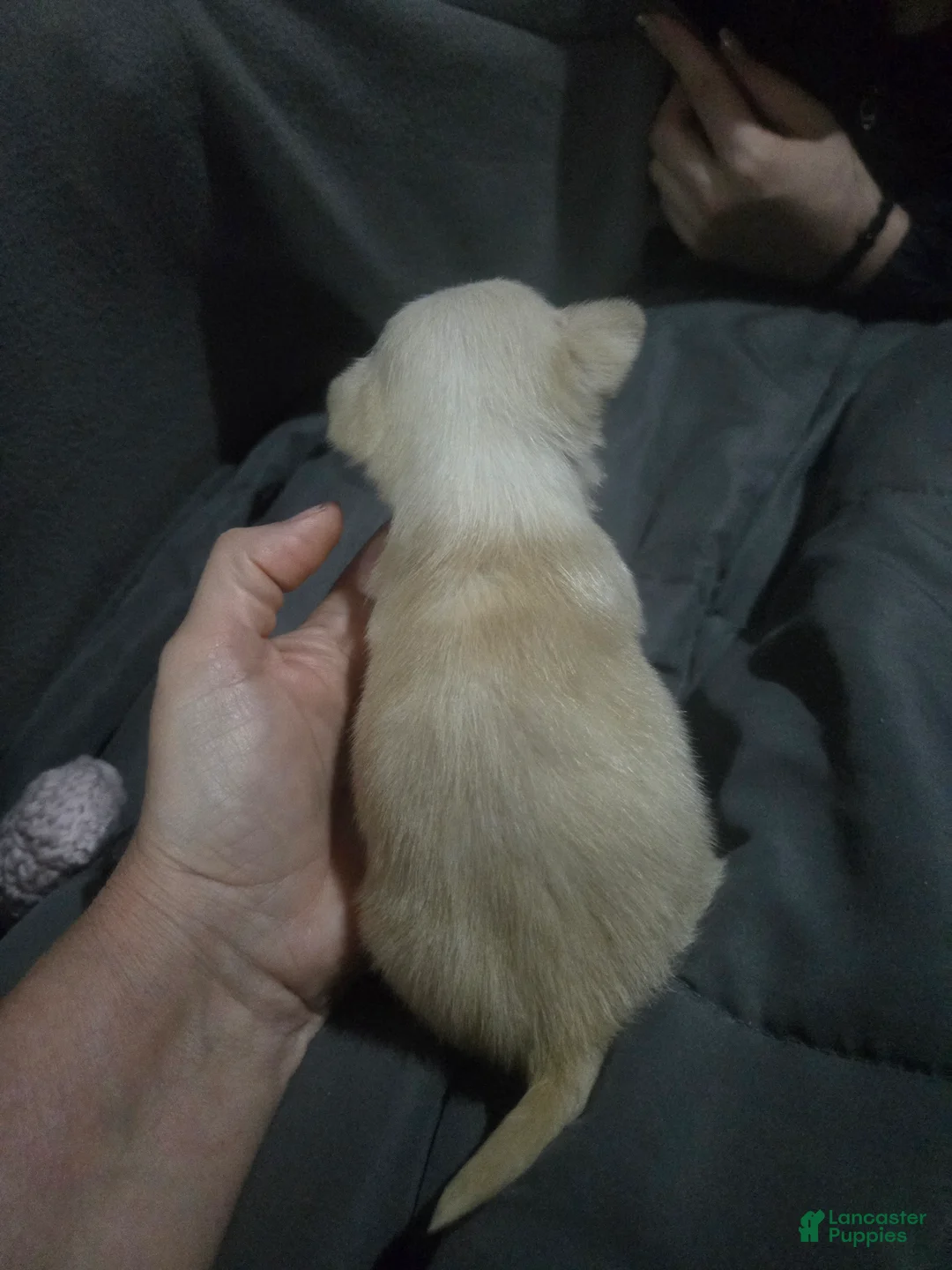 Chihuahua dogs for sale: Chihuahua Puppy 1 - Ad 3
