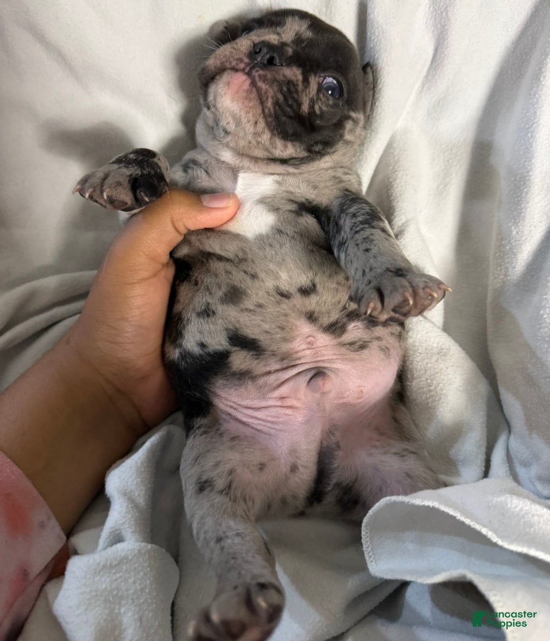 French Bulldog dogs for sale: Prince - Ad 5