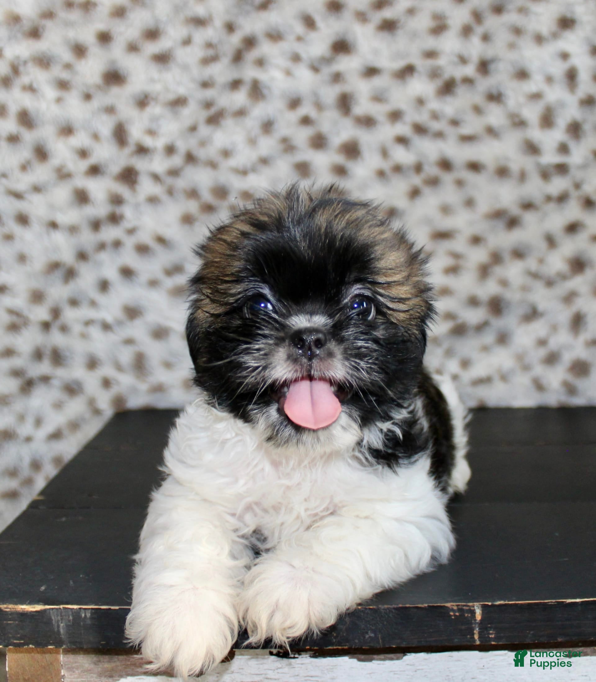 Shih Tzu Puppies for sale under $300 Lancaster Puppies