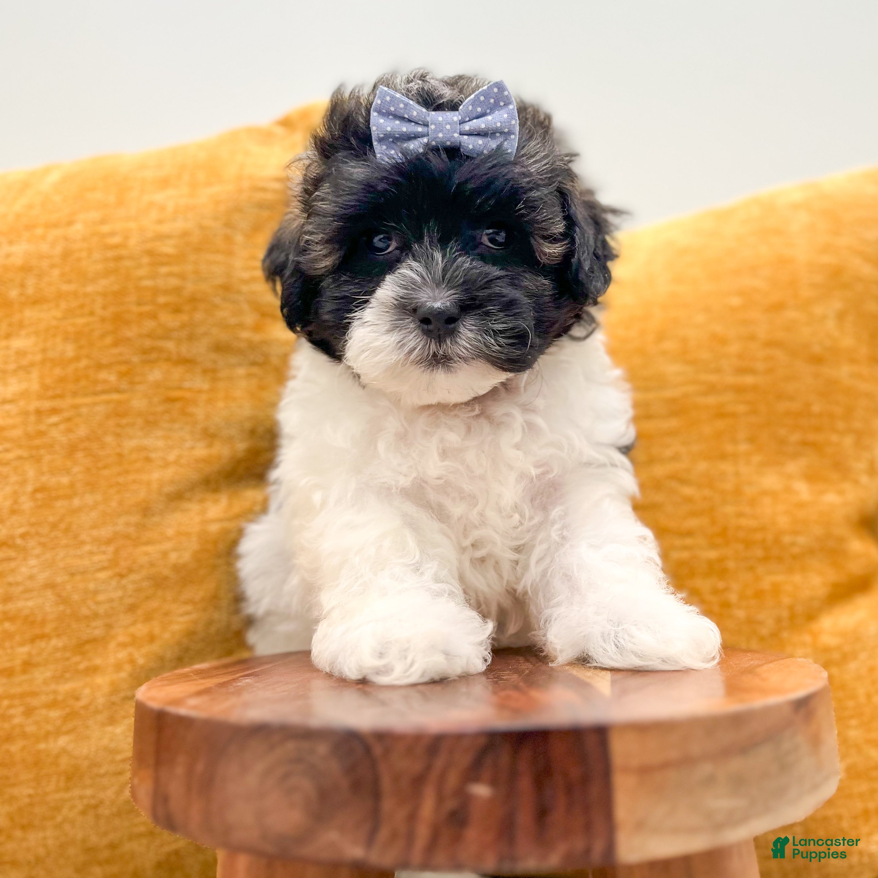 Shihpoo dogs Sparky - Ad 2