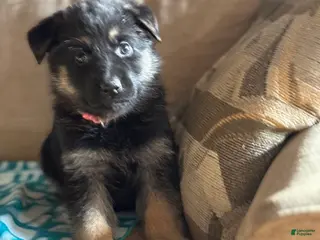 German Shepherd dogs Light Pink Collar Female 12-22 - Ad 5