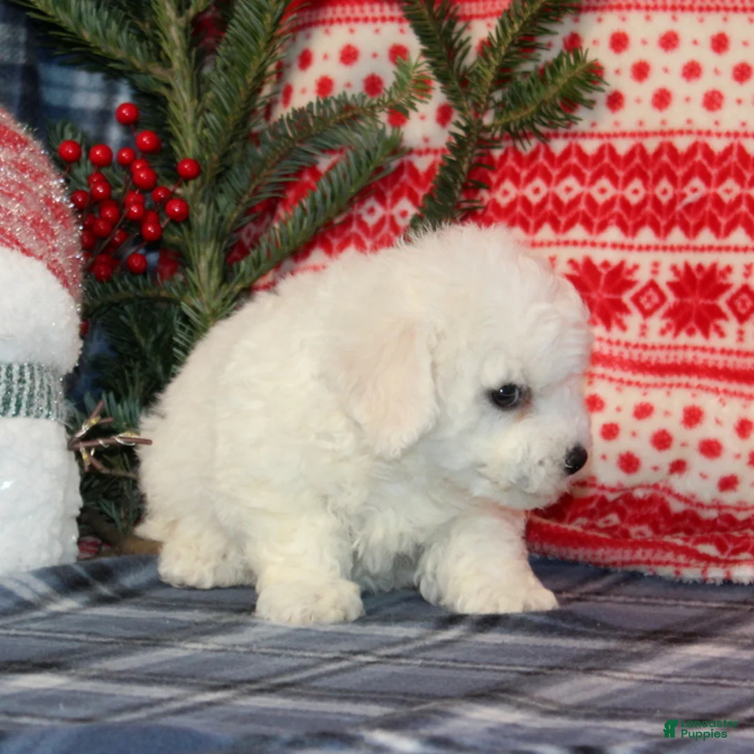 Bichon Frise dogs for sale: Jingle - Ad 4